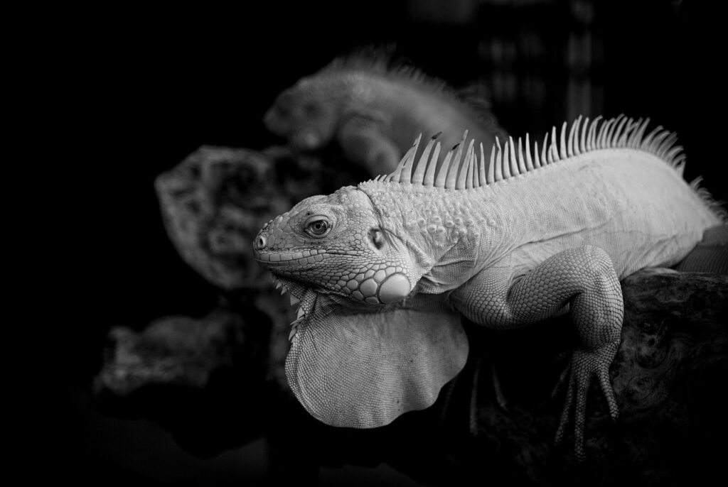 女性の植毛とはどのようなものですか？