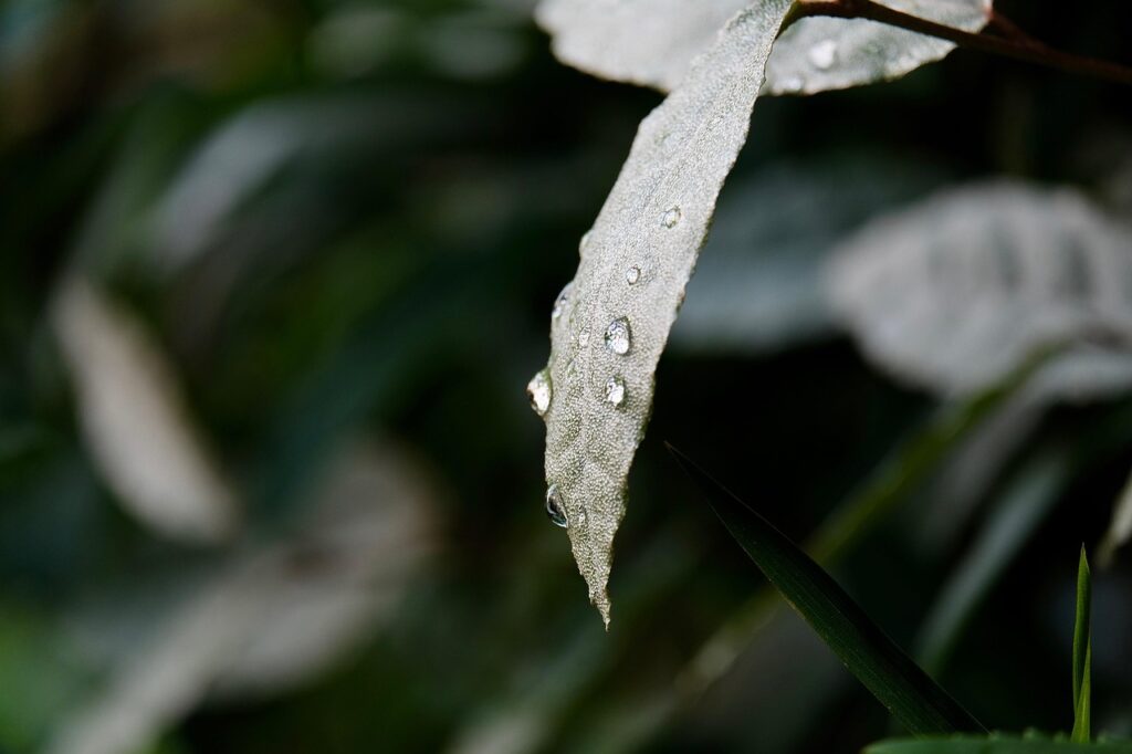 中年女性の植毛写真をBeforeとAfterで比較するとどうなる？
