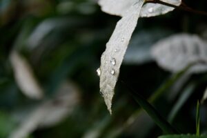 中年女性の植毛写真をBeforeとAfterで比較するとどうなる？