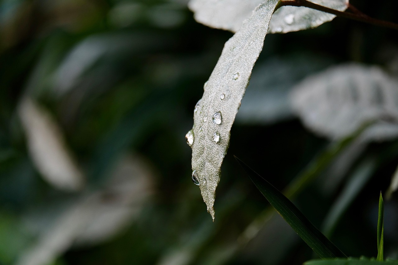 中年女性の植毛写真をBeforeとAfterで比較するとどうなる？