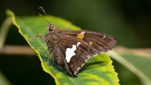 植毛の補助金は本当にある？