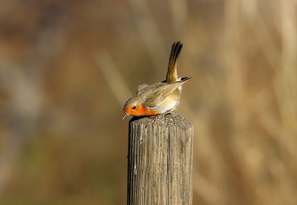 植毛術後に赤みがある場合の対処法は？