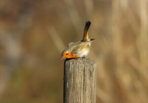 植毛術後に赤みがある場合の対処法は？