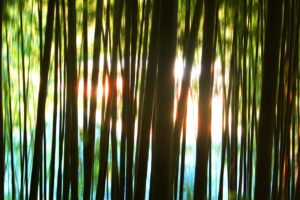 HARG療法と植毛の違いは何ですか？