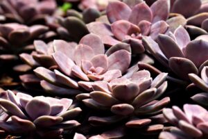 ミノキシジル vs 植毛　どっちが効果的？