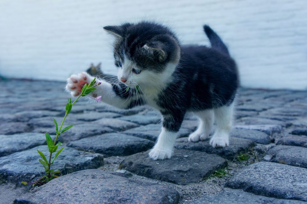 植毛後に髪はサラサラになる？