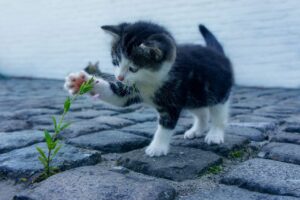 植毛後に髪はサラサラになる？